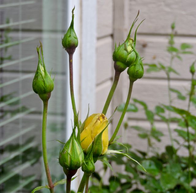 garden front yellow rose buds 4 12 20 - 1