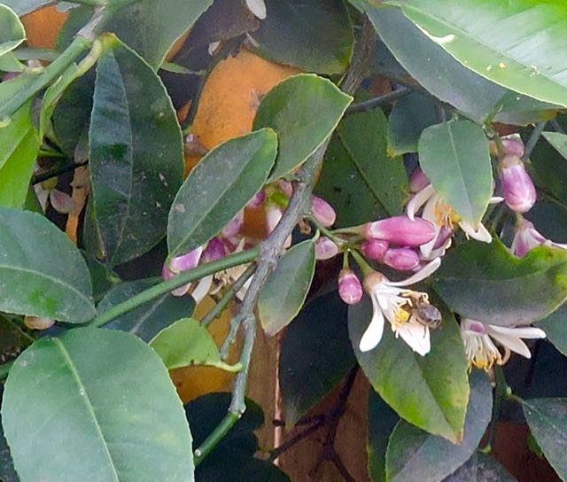 garden lemon blossoms lemons bee 4 9 20 - 1