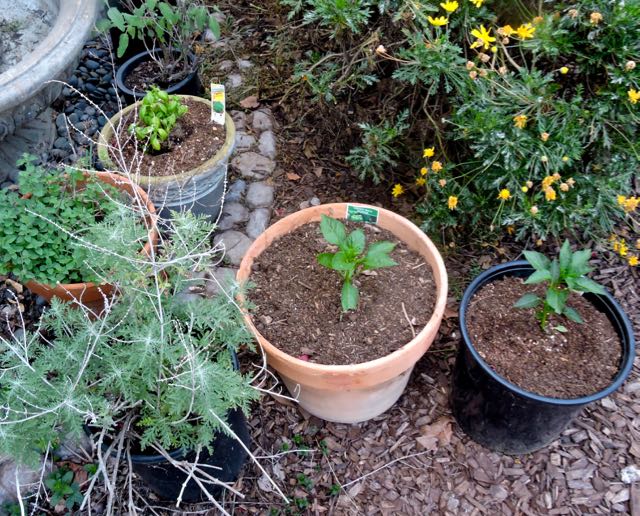 garden oregano basil russian sage culinary sage peppers 4 17 20 - 1