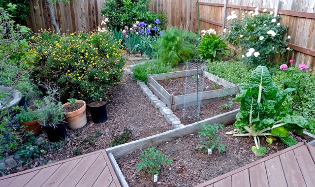 garden panorama to south w new tomatoes cucumber peppers irises 4 17 20 - 1