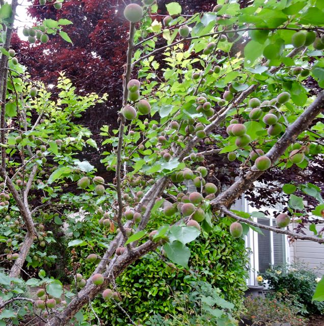 garden red green apricot clusters before cherry plum tree 4 20 20 - 1