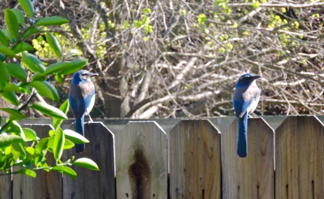 garden scrub jay pair on side fence 4 3 20 - 1