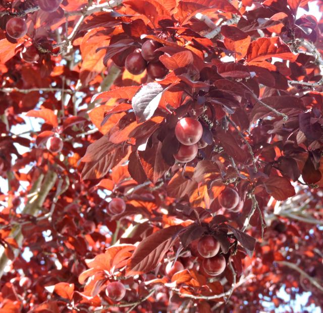 garden side cherry plums growing 4 21 20 - 1