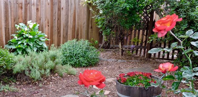 garden side redyellow roses calllilies alstroemeria fuschia mexican sage 4 20 20 - 1