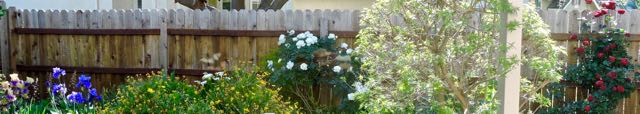 garden west panorama roses 4 18 20 - 1