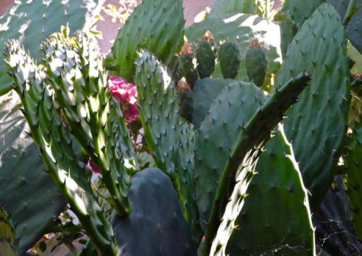 garden back baby nopales leaves and tuna 5 21 20 - 1