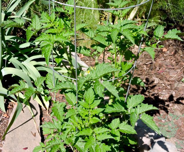 garden back blueberry mini tomato plant 5 21 20 - 1