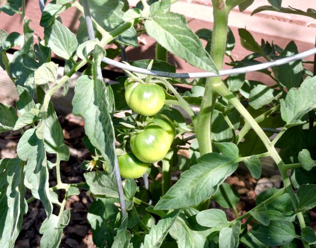garden back carmello tomatoes 5 21 20 - 1