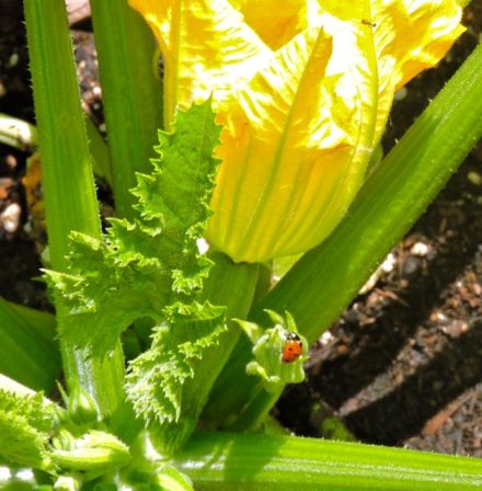 garden back ladybeetle on zucchimi plant 5 20 20 - 1