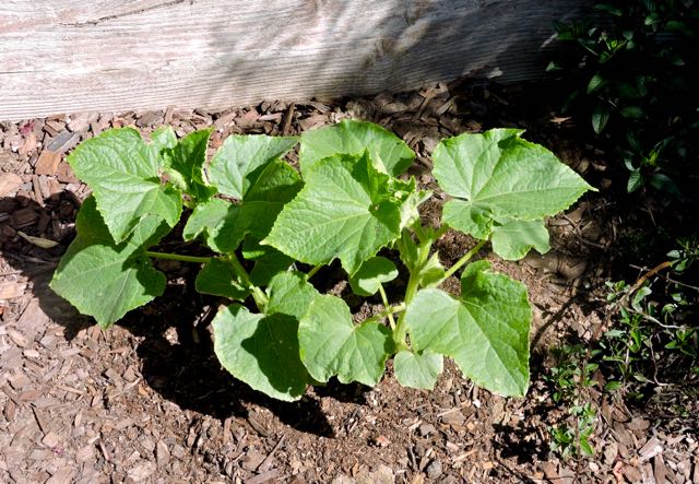 garden back lemon cucumber plnt w mint 5 21 20 - 1