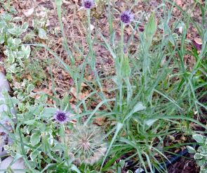 garden back milkweeds in bloom 5 10 20 - 1
