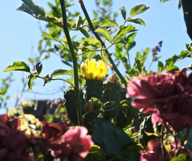 garden back nopales tina and flower w red roses 5 21 20 - 1