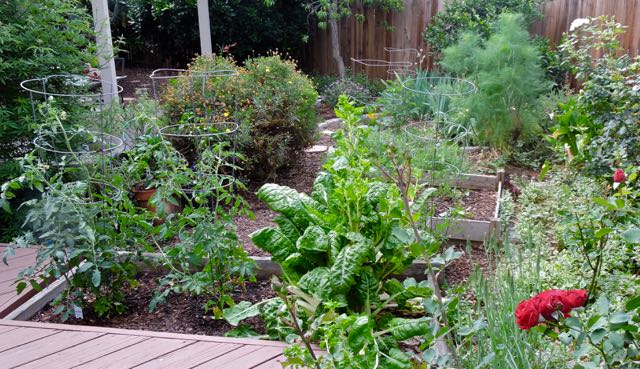 garden back panorama 5 20 20 - 1