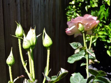 garden back peace rose and many buds 5 21 20 - 1