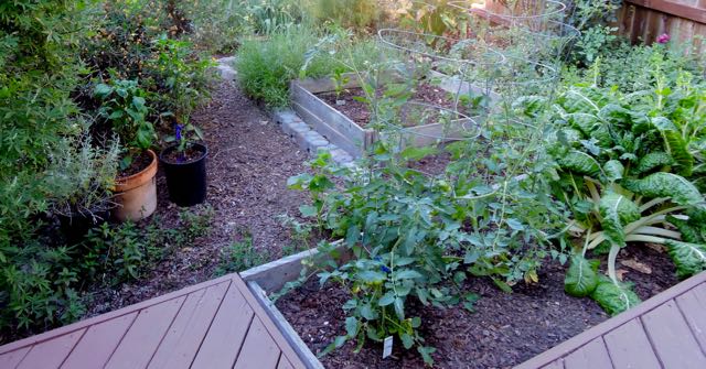 garden back peppers tomatoes raised bed 5 27 20 - 1