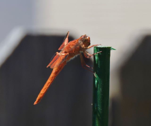 garden dragonfly on garden stake3 5 6 20 - 1