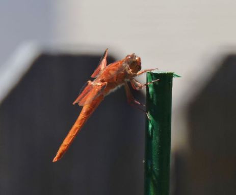 garden dragonfly on garden stake3 5 6 20 - 1