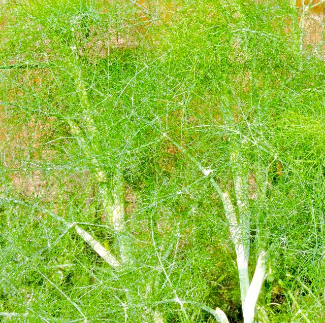 garden fennel mosaic 5 17 20 - 1