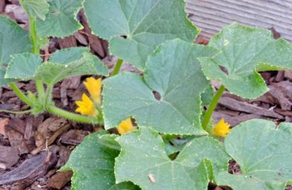 garden first lemon cuke flowers 5 29 20 - 1