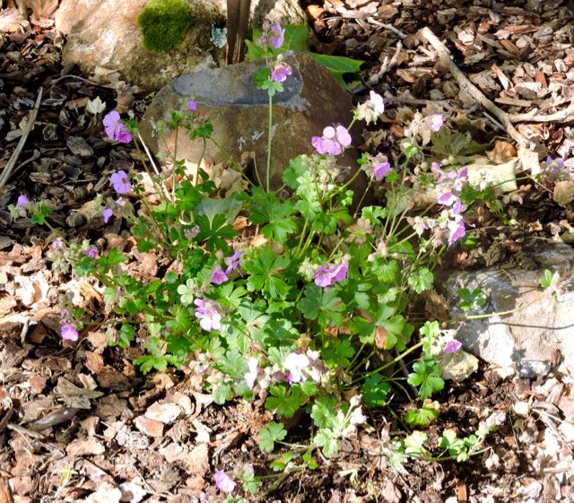 garden front cambridge geranium 5 18 20 - 1