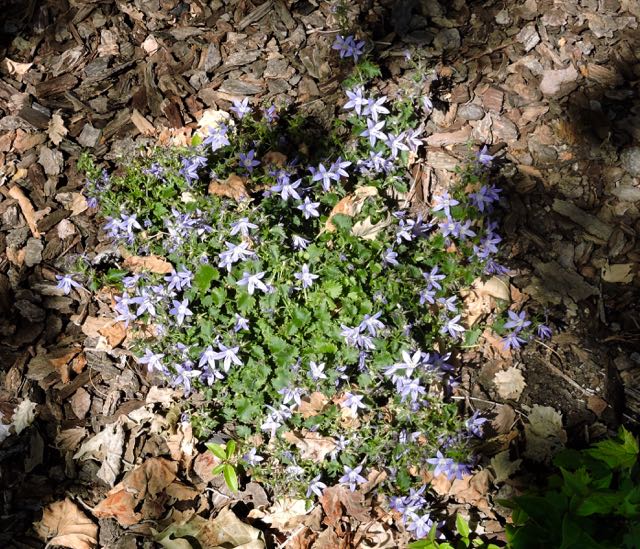 garden front campanulla 5 21 20 - 1