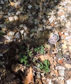 garden front columbine 5 21 20 - 1