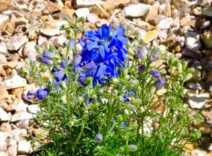 garden front delphinium amid stones 5 18 20 - 1