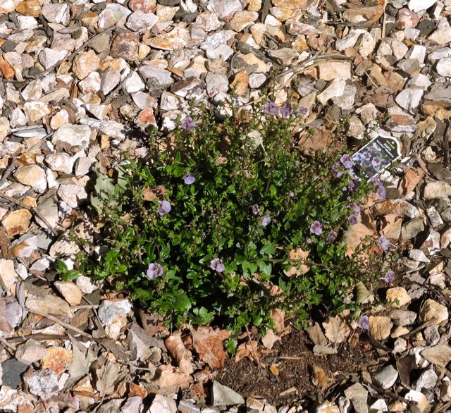 garden front diascia 2 5 21 20 - 1