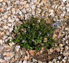 garden front diascia 2 5 21 20 - 1