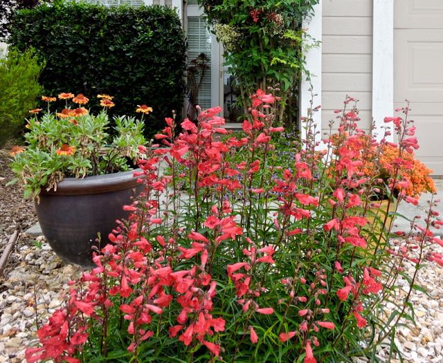 garden gaillardia red penstemon allysum kalanchoe 5 13 20 - 1