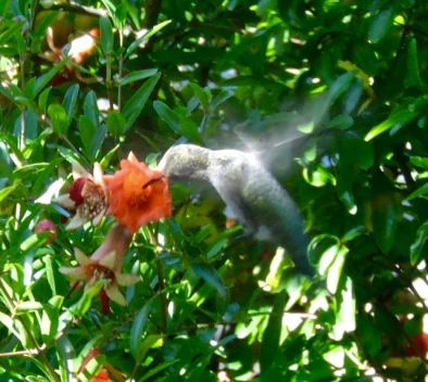 garden hummingbird whirs in pomegranate 6 2 20 - 1