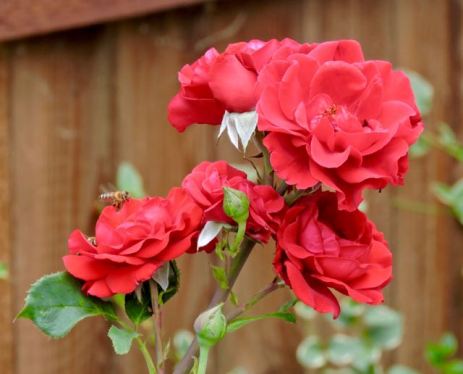 garden red rose cluster bees 6 1 20 - 1