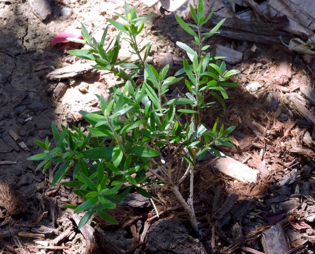 garden side bottle brush seedling 5 21 20 - 1