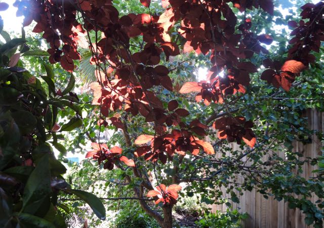 garden side cherry plums early AM w apricots 5 18 20 - 1