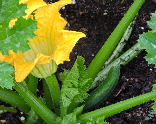 garden zucchini blossom and first baby zucchini5 20 20 - 1