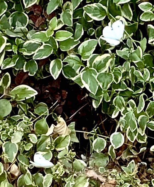 garden 2 white cabbage leaf butterflies 6 16 20 - 1