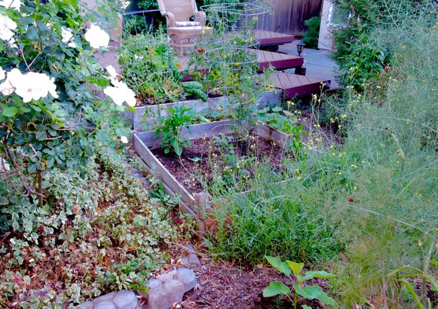 garden back panorama toward northeast 6 23 20 - 1