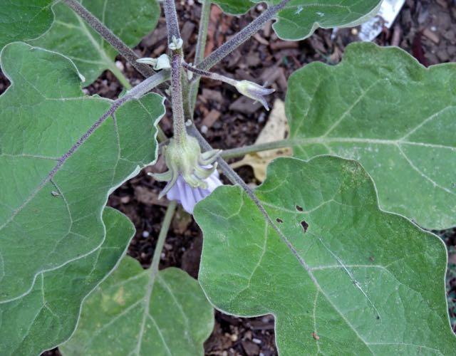 garden black beauty eggplant first flower 6 22 20 - 1