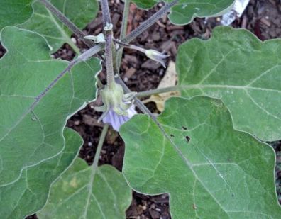 garden black beauty eggplant first flower 6 22 20 - 1