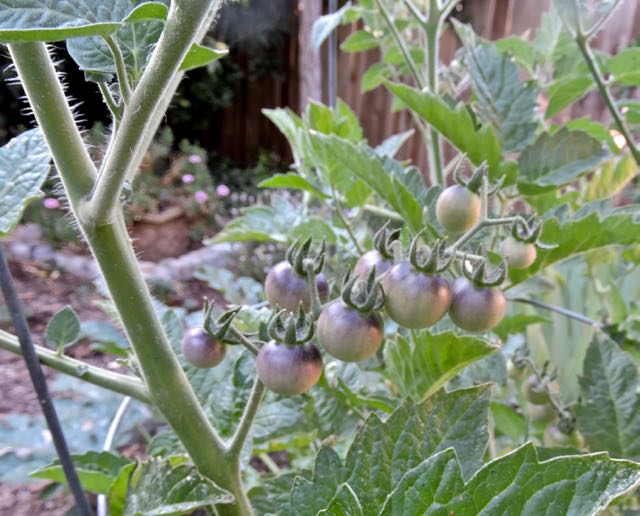 garden blueberry mini tomato cluster 2 6 22 20 - 1