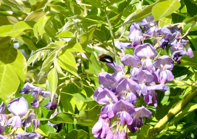 garden bumble bee on late-blooming wisteria 6 20 20 - 1