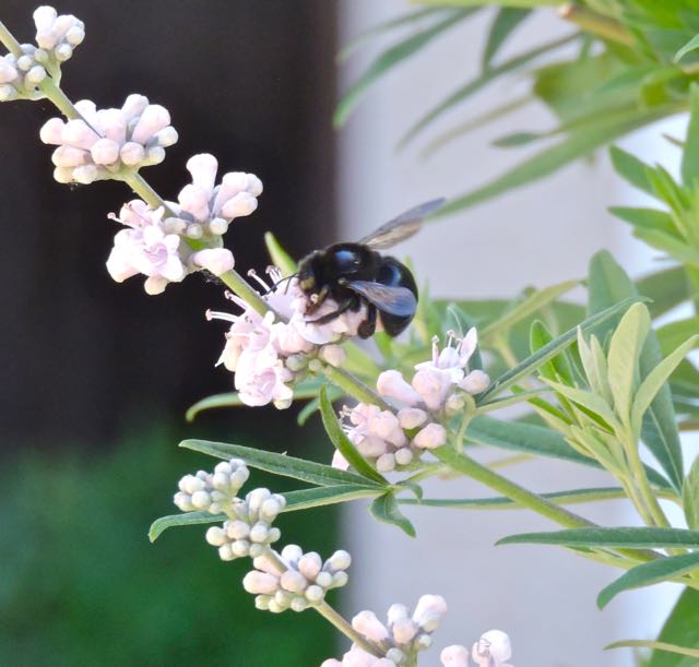 garden bumble bee on lupine flowers 6 13 20 - 1