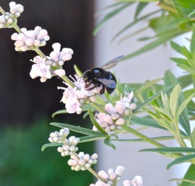 garden bumble bee on lupine flowers 6 13 20 - 1