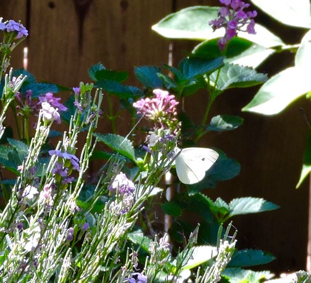 garden cabbage leaf butterfly on wallflower 6 21 20 - 1