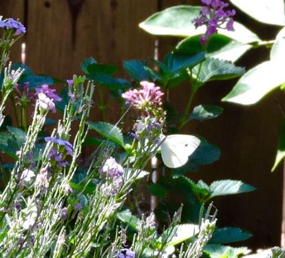 garden cabbage leaf butterfly on wallflower 6 21 20 - 1