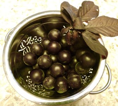 garden cherry plum sampler in bowl 6 22 20 - 1