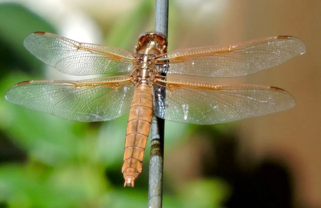 garden dragonfly from behind closeup 6 7 20 - 1