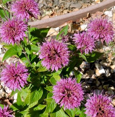 garden find the bee on the bee balm 6 14 20 - 1