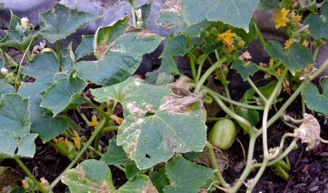 garden lemon cucumber plant 6 22 20 - 1