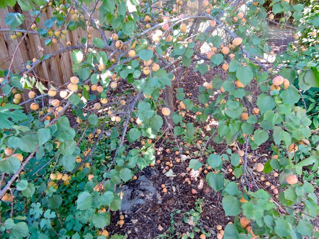 garden ripe apricots on tree and on ground 6 7 20 - 1